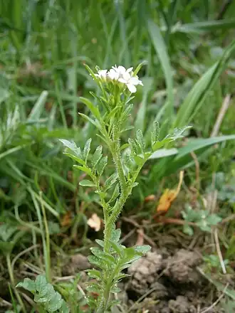 alternativní popis obrázku chybí