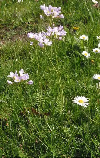 alternativní popis obrázku chybí