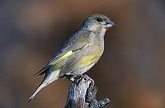 alternativní popis obrázku chybí