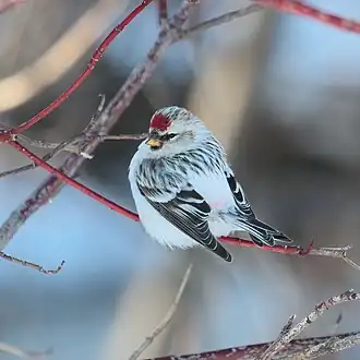 alternativní popis obrázku chybí