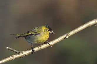 alternativní popis obrázku chybí