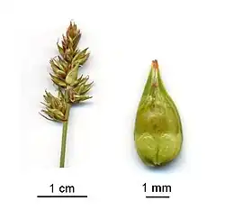 Mošnička ostřice klasnaté Carex contigua - vpravo)