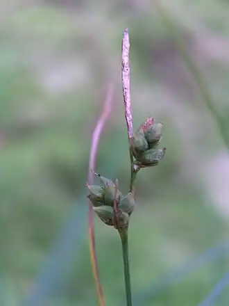 alternativní popis obrázku chybí