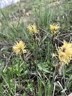 Ostřice nízká (Carex humilis)