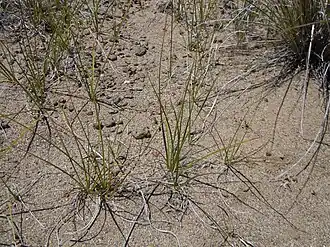 Carex stenophylla