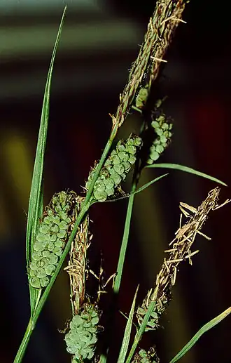 alternativní popis obrázku chybí