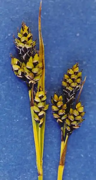 alternativní popis obrázku chybí