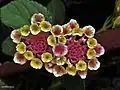 Květenství Lantana trifolia