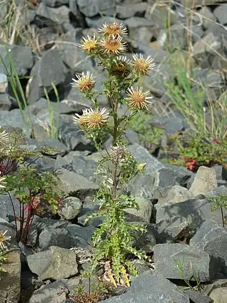 alternativní popis obrázku chybí