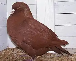 Celobarevně červený karnó