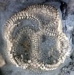 Carneyella ulrichi vykazující symetrii 2-1-2