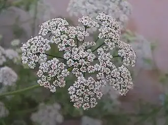 alternativní popis obrázku chybí