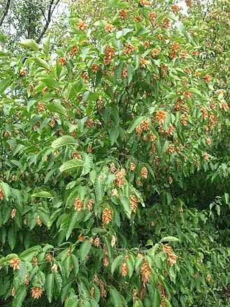 alternativní popis obrázku chybí