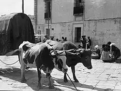 Život u Metropolitní katedrály, Guatemala, 1910