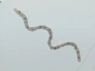 alternativní popis obrázku chybí