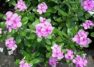 alternativní popis obrázku chybí