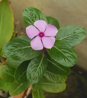 alternativní popis obrázku chybí