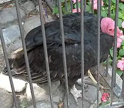 Kondor krocanovitý sedí v malé kleci, v pozadí jsou vidět růžové květiny.