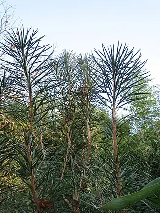 alternativní popis obrázku chybí