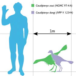 Velikost kaudipteryxe ve srovnání s velikostí člověka