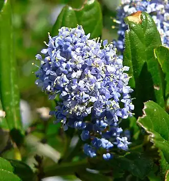 Latnatec Ceanothus thyrsiflorus