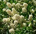 Bíle kvetoucí latnatec Ceanothus thyrsiflorus