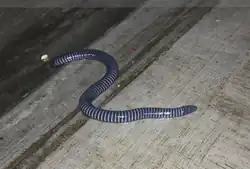 Cecílie kroužkovaná na dřevěném prkně