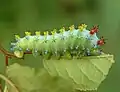 Housenka severoamerického martináče Hyalophora cecropia
