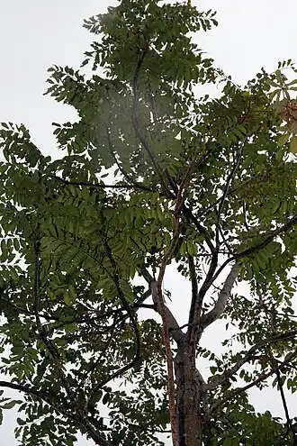 alternativní popis obrázku chybí