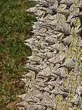 Kuželovité trny na kmeni vlnovce Ceiba speciosa
