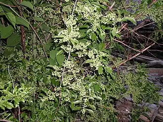 alternativní popis obrázku chybí