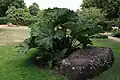 Gunnera macrophylla (subgen. Pseudogunnera)