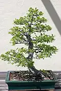 Bonsaj z břestovce čínského