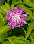 Chrpa (Centaurea dealbata)