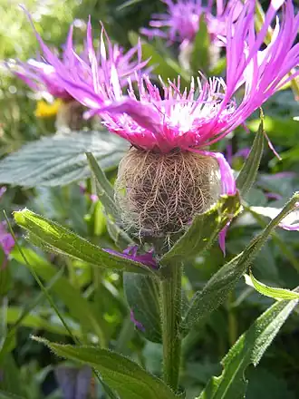 alternativní popis obrázku chybí