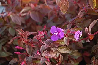 alternativní popis obrázku chybí