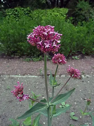 alternativní popis obrázku chybí