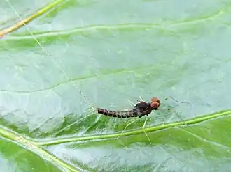 alternativní popis obrázku chybí