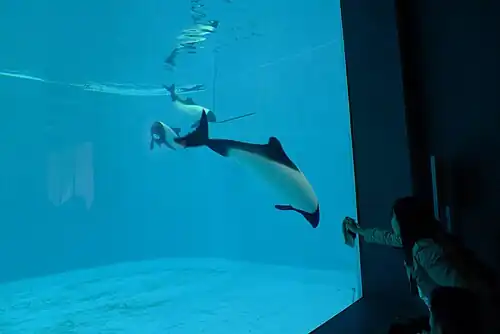 Plískavice strakatá