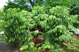 Cephalotaxus sinensis