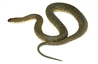 alternativní popis obrázku chybí