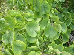 Listy zmarliky Jidášovy