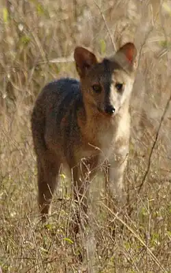 alternativní popis obrázku chybí