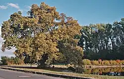 Památná lípa v obci Cerhovice.