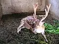 Jelen sika thajský (Cervus nippon taioanus)