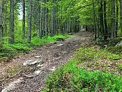 Cesta na Strážný od západu