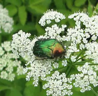 alternativní popis obrázku chybí