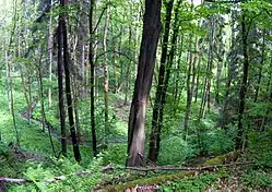 Hluboké údolí pod Dubjany