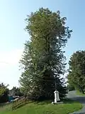 Chabeřice: památný strom u křížku