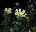 Chamaecytisus albusm